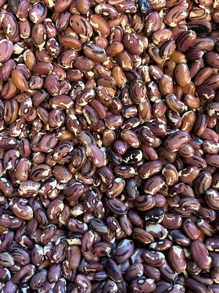 anazape beans