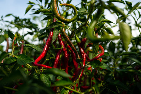 calabrian chiles growing on a plant