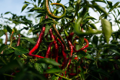 calalbrian chile pepper plants
