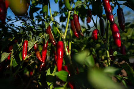red serrano chiles growing on a plant